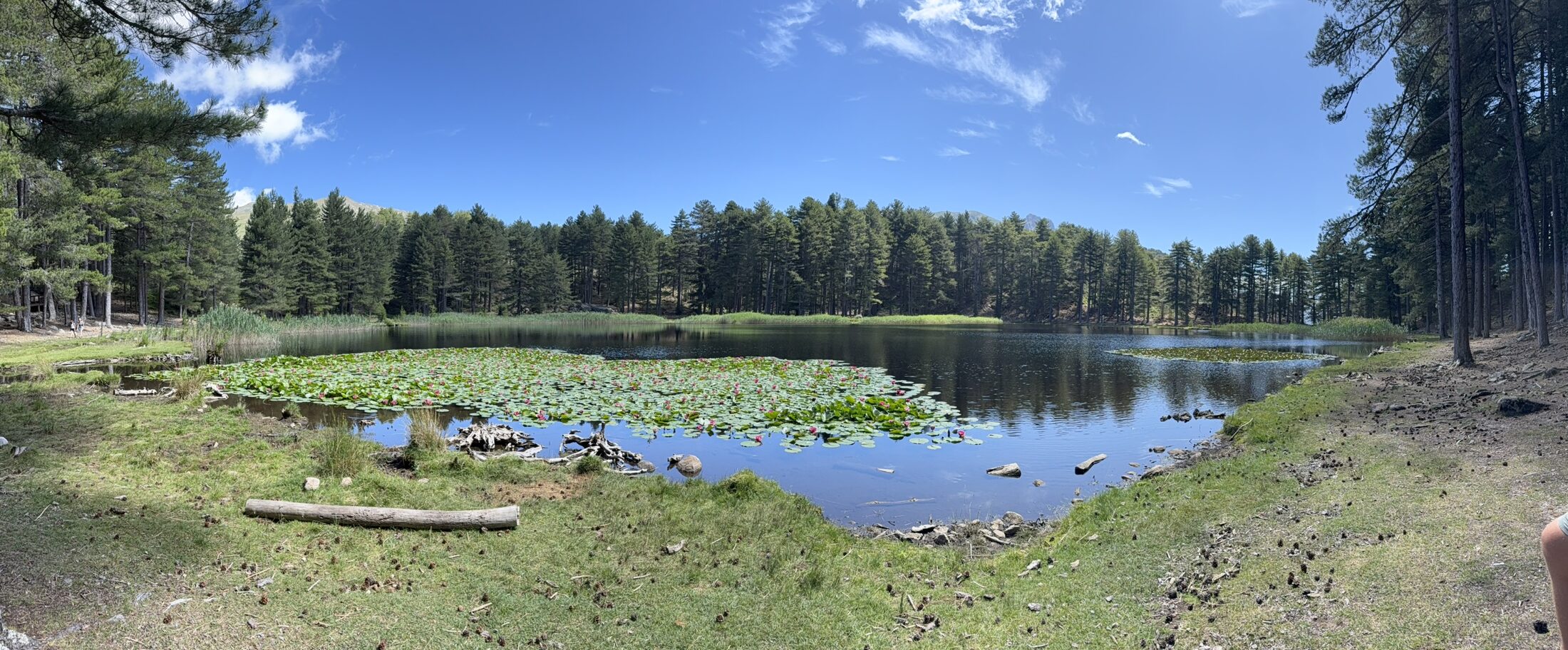 Le lac de Creno et ses nénuphars, entouré de la forêt de pins laricio
